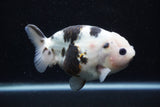 Milk Cow Ranchu  Calico 4.5 Inch (ID#0113R10c-97) Free2Day SHIPPING