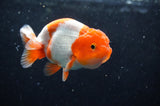 Juvenile Lionchu  Red White 3.5 Inch (ID#422R11b-35) Free2Day SHIPPING