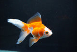 Ryukin Long Tail Red White 4.5 Inch (ID#1115Ry7a-3) Free2Day SHIPPING