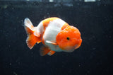 Juvenile Lionchu  Red White 3.5 Inch (ID#422R11b-35) Free2Day SHIPPING