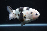 Milk Cow Ranchu  Calico 4.5 Inch (ID#0113R10c-97) Free2Day SHIPPING