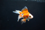 Ryukin Long Tail Red White 4.5 Inch (ID#1115Ry7a-3) Free2Day SHIPPING