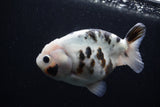 Milk Cow Ranchu  Calico 4.5 Inch (ID#0113R10c-97) Free2Day SHIPPING