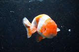 Juvenile Lionchu  Red White 3.5 Inch (ID#422R11b-35) Free2Day SHIPPING