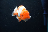 Juvenile Lionchu  Red White 3.5 Inch (ID#422R11b-35) Free2Day SHIPPING