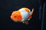 Juvenile Lionchu  Red White 3.5 Inch (ID#422R11b-35) Free2Day SHIPPING