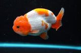 Juvenile Lionchu  Red White 3.5 Inch (ID#422R11b-35) Free2Day SHIPPING