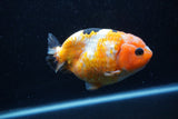 Milk Cow Ranchu  Calico 4.5 Inch (ID#0113R10c-98) Free2Day SHIPPING