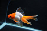 Ryukin Long Tail Red White 4.5 Inch (ID#1115Ry7a-4) Free2Day SHIPPING