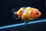 Milk Cow Ranchu  Calico 4.5 Inch (ID#0113R10c-98) Free2Day SHIPPING