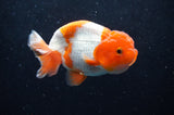 Juvenile Lionchu  Red White 3.5 Inch (ID#422R11b-35) Free2Day SHIPPING