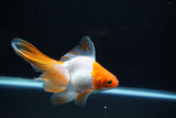 Ryukin Long Tail Red White 4.5 Inch (ID#1115Ry7a-4) Free2Day SHIPPING