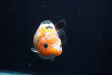 Milk Cow Ranchu  Calico 4.5 Inch (ID#0113R10c-98) Free2Day SHIPPING