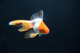 Ryukin Long Tail Red White 4.5 Inch (ID#1115Ry7a-4) Free2Day SHIPPING