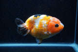 Milk Cow Ranchu  Calico 4.5 Inch (ID#0113R10c-98) Free2Day SHIPPING