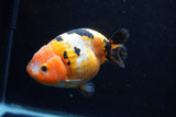 Milk Cow Ranchu  Calico 4.5 Inch (ID#0113R10c-98) Free2Day SHIPPING