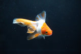 Ryukin Long Tail Red White 4.5 Inch (ID#1115Ry7a-4) Free2Day SHIPPING