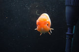 Juvenile Lionchu  Red White 3.5 Inch (ID#422R11b-36) Free2Day SHIPPING