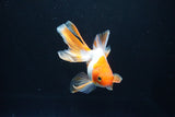 Ryukin Long Tail Red White 4.5 Inch (ID#1115Ry7a-4) Free2Day SHIPPING