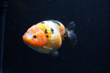 Milk Cow Ranchu  Calico 4.5 Inch (ID#0113R10c-98) Free2Day SHIPPING