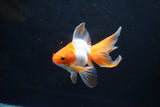 Ryukin Long Tail Red White 4.5 Inch (ID#1115Ry7a-4) Free2Day SHIPPING