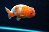 Juvenile Lionchu  Red White 3.5 Inch (ID#422R11b-36) Free2Day SHIPPING