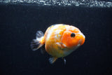 Milk Cow Ranchu  Calico 4.5 Inch (ID#0113R10c-98) Free2Day SHIPPING