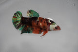 Jumbo Lionchu  Red White 6 Inch (ID#318R12a-105)
