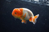 Juvenile Lionchu  Red White 3.5 Inch (ID#422R11b-36) Free2Day SHIPPING