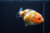 Milk Cow Ranchu  Calico 4.5 Inch (ID#0113R10c-98) Free2Day SHIPPING