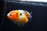 Milk Cow Ranchu  Calico 4.5 Inch (ID#0113R10c-98) Free2Day SHIPPING