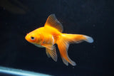 Ryukin Long Tail Red White 4.5 Inch (ID#1115Ry7a-5) Free2Day SHIPPING