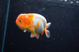 Juvenile Lionchu  Red White 3.5 Inch (ID#422R11b-36) Free2Day SHIPPING