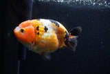 Milk Cow Ranchu  Calico 4.5 Inch (ID#0113R10c-98) Free2Day SHIPPING