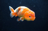 Juvenile Lionchu  Red White 3.5 Inch (ID#422R11b-36) Free2Day SHIPPING