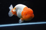 Jumbo Lionchu  Red White 5 Inch (ID#318R12a-106)