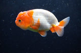 Juvenile Lionchu  Red White 3.5 Inch (ID#422R11b-36) Free2Day SHIPPING