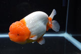 Jumbo Lionchu  Red White 5 Inch (ID#318R12a-106)