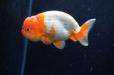 Juvenile Lionchu  Red White 3.5 Inch (ID#422R11b-36) Free2Day SHIPPING