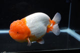 Jumbo Lionchu  Red White 5 Inch (ID#318R12a-106)