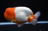 Jumbo Lionchu  Red White 5 Inch (ID#318R12a-106)