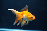 Ryukin Long Tail Red White 4.5 Inch (ID#1115Ry7a-5) Free2Day SHIPPING