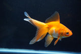 Ryukin Long Tail Red White 4.5 Inch (ID#1115Ry7a-5) Free2Day SHIPPING