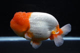 Jumbo Lionchu  Red White 5 Inch (ID#318R12a-106)