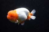 Jumbo Lionchu  Red White 5 Inch (ID#318R12a-106)