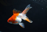 Ryukin Long Tail Red White 4.5 Inch (ID#1115Ry7a-6) Free2Day SHIPPING