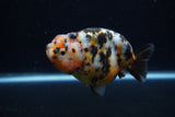 Milk Cow Ranchu  Calico 4 Inch (ID#0113R10c-100) Free2Day SHIPPING