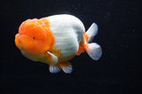 Jumbo Lionchu  Red White 5 Inch (ID#318R12a-106)