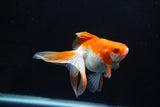 Ryukin Long Tail Red White 4.5 Inch (ID#1115Ry7a-6) Free2Day SHIPPING