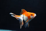 Ryukin Long Tail Red White 4.5 Inch (ID#1115Ry7a-6) Free2Day SHIPPING